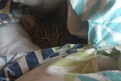 My cute kitten under the covers enjoying a well deserved sleep!